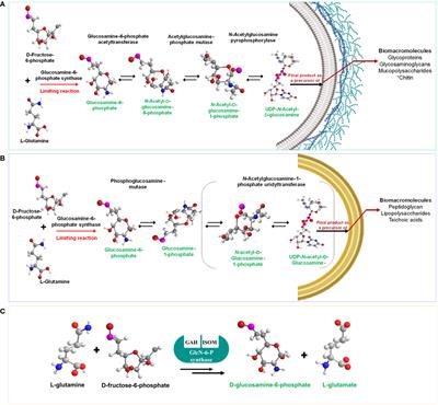 Cell compensatory responses of fungi to damage of the cell wall induced by Calcofluor White and Congo Red with emphasis on Sporothrix schenckii and Sporothrix globosa. A review